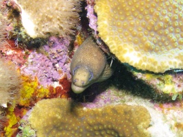 Goldentail Moray Eel IMG 7544
